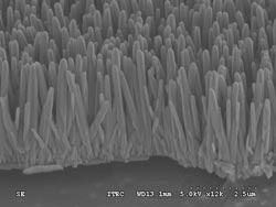 Figure 2: This scanning electron microscope image shows tiny nanorods growing on the disk.