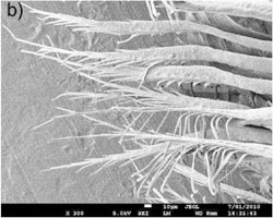 Magnified peacock feathers