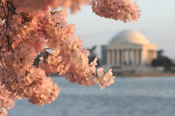 Image of cherry blossoms - Jefferson Memorial